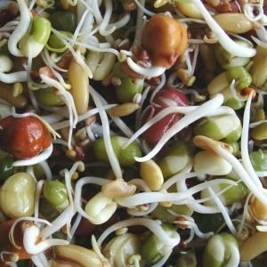 NewSong Bird Organic Bean Sprouts - Click Image to Close