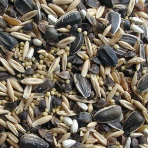 NewSong Bird Organic Wild Bird Seed - Click Image to Close