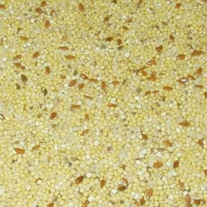 NewSong Bird Organic Finch Seed Mix - Click Image to Close