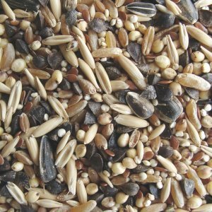 NewSong Bird Organic Parrot Seed - Click Image to Close