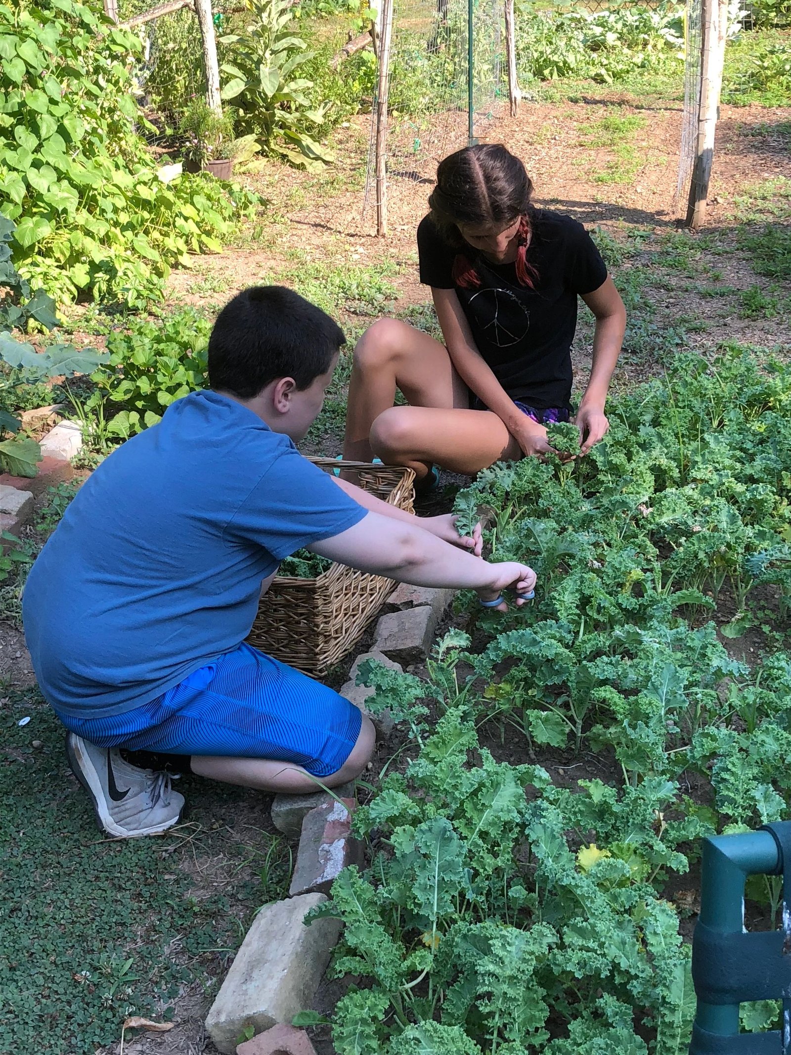 picking vegetables, kale, harvest, garden, gardening, 