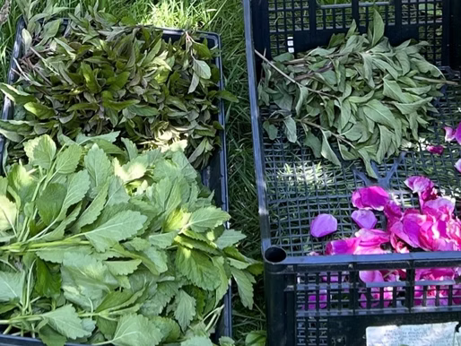 Bittersweet's Blog Spot -a place for gardeners, herbalists, and tea lovers